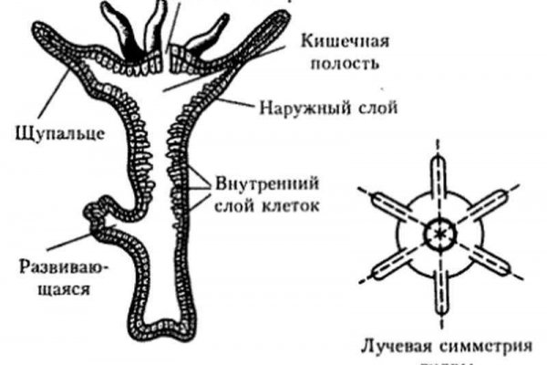 Кракен 16 at